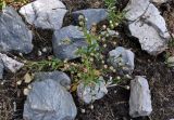 genus Erigeron. Отцветающее растение. Таджикистан, Фанские горы, ущелье Куликалон, ≈ 2700 м н.у.м., каменистый участок пойменной террасы. 04.08.2017.