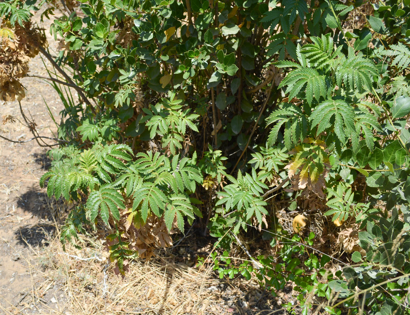 Image of Melianthus comosus specimen.