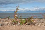 Persicaria lapathifolia. Цветущее растение. Ленинградская обл., Ломоносовский р-н, окр. пос. Лебяжье, побережье Финского залива, песчаный пляж. 27.08.2017.