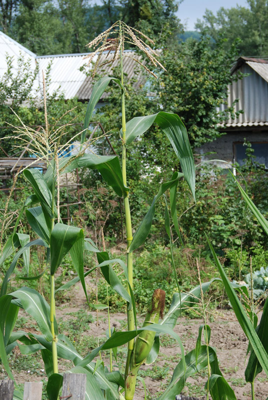 Image of Zea mays specimen.