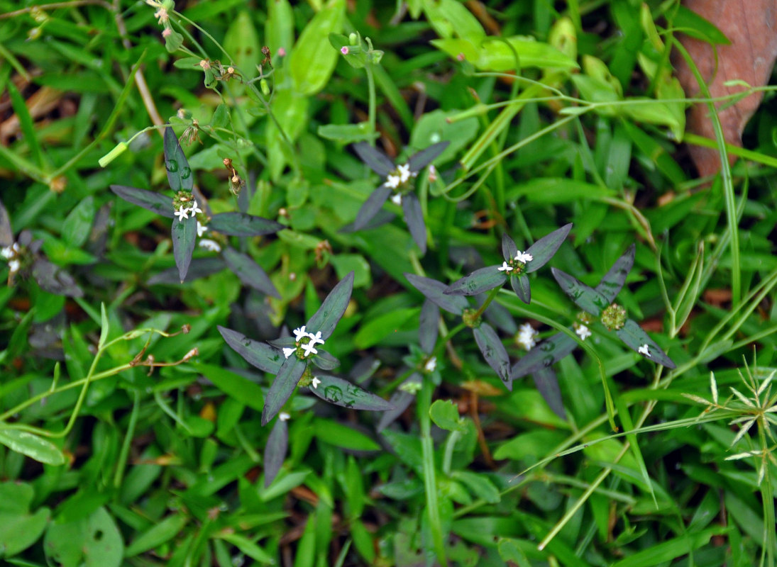 Image of Spermacoce remota specimen.