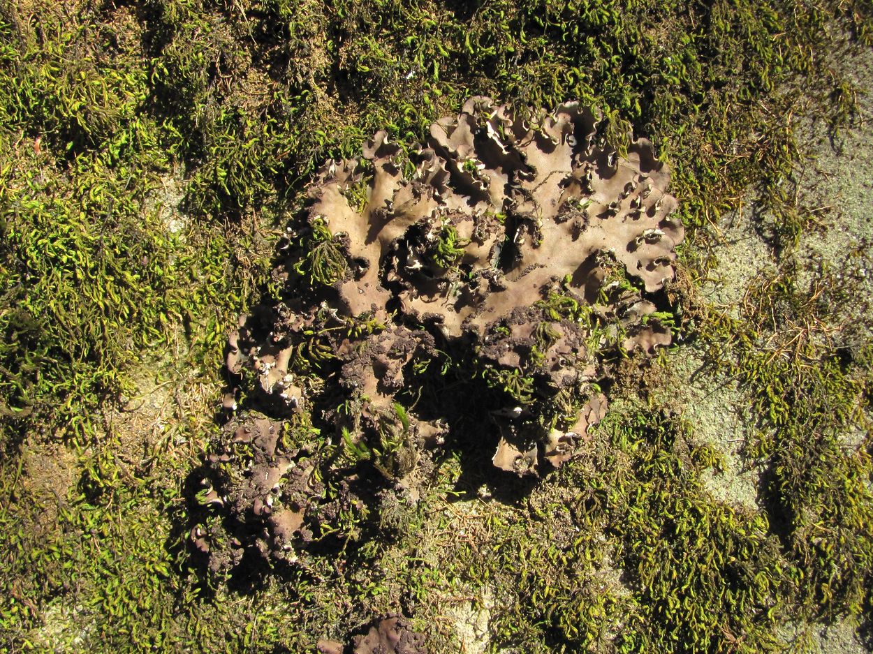 Image of Peltigera praetextata specimen.