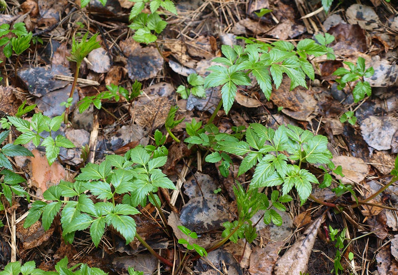 Изображение особи Rhizomatophora aegopodioides.