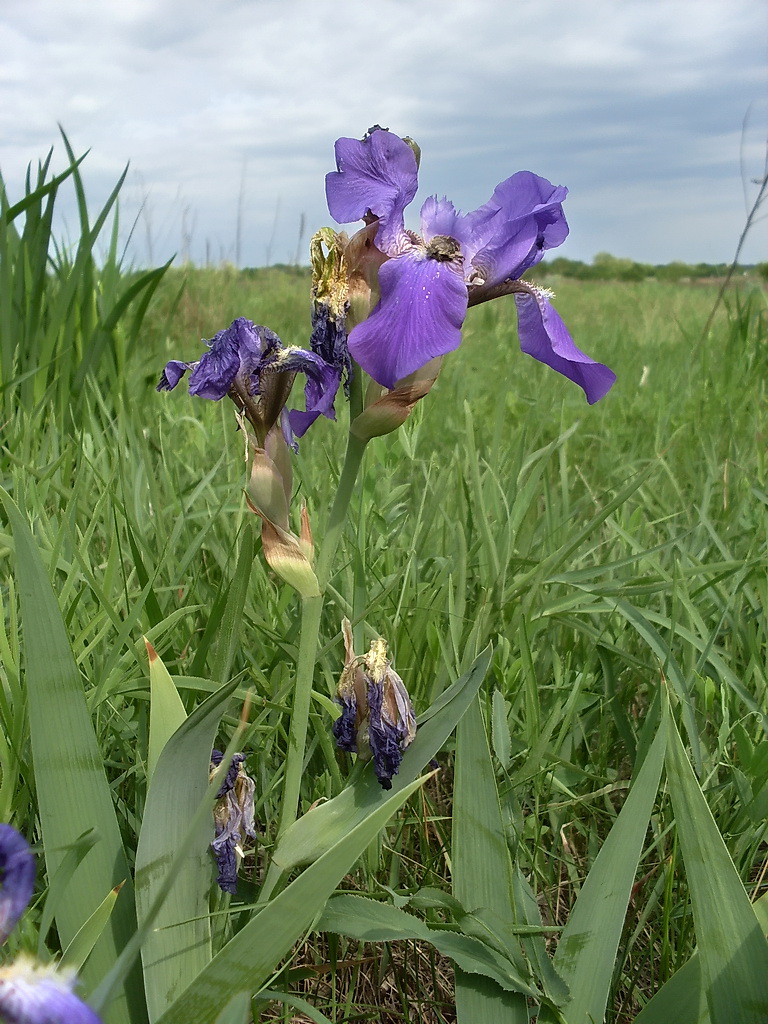 Image of Iris nyaradyana specimen.