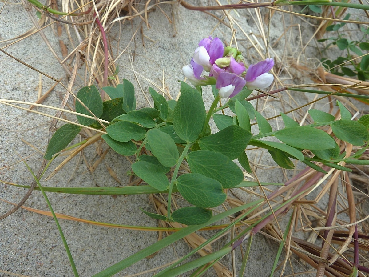 Image of Lathyrus japonicus ssp. maritimus specimen.