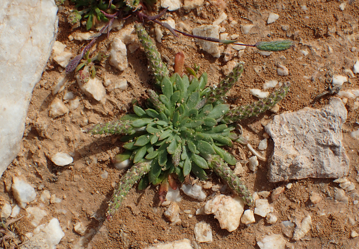 Изображение особи Plantago weldenii.