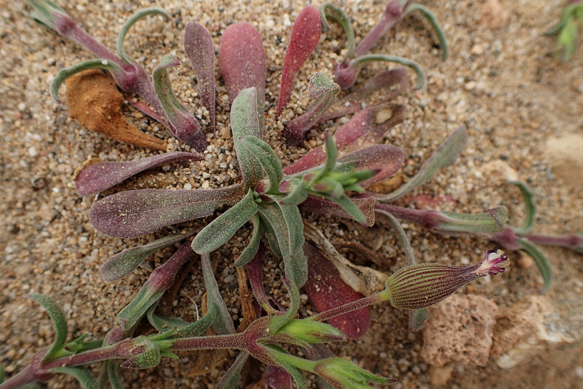 Image of Pleconax sartorii specimen.