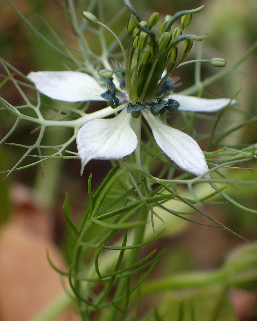 Image of Nigella damascena specimen.