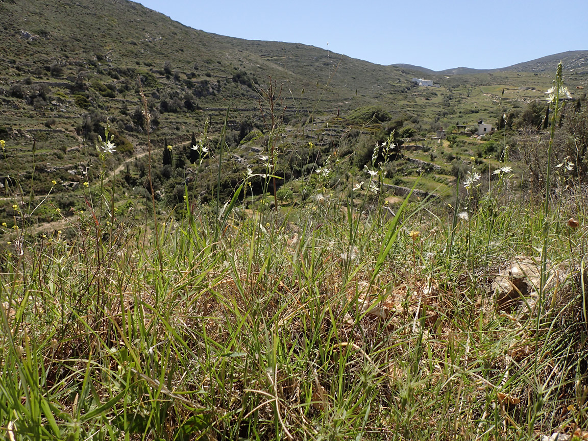 Image of Ornithogalum narbonense specimen.