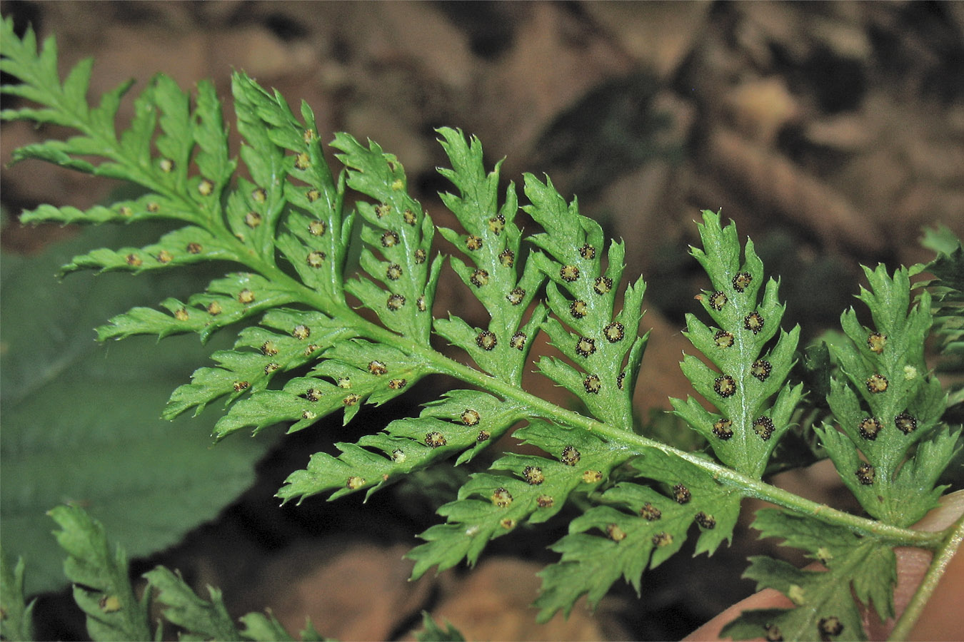 Изображение особи Rhizomatopteris montana.