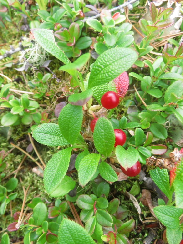 Изображение особи Arctous erythrocarpa.