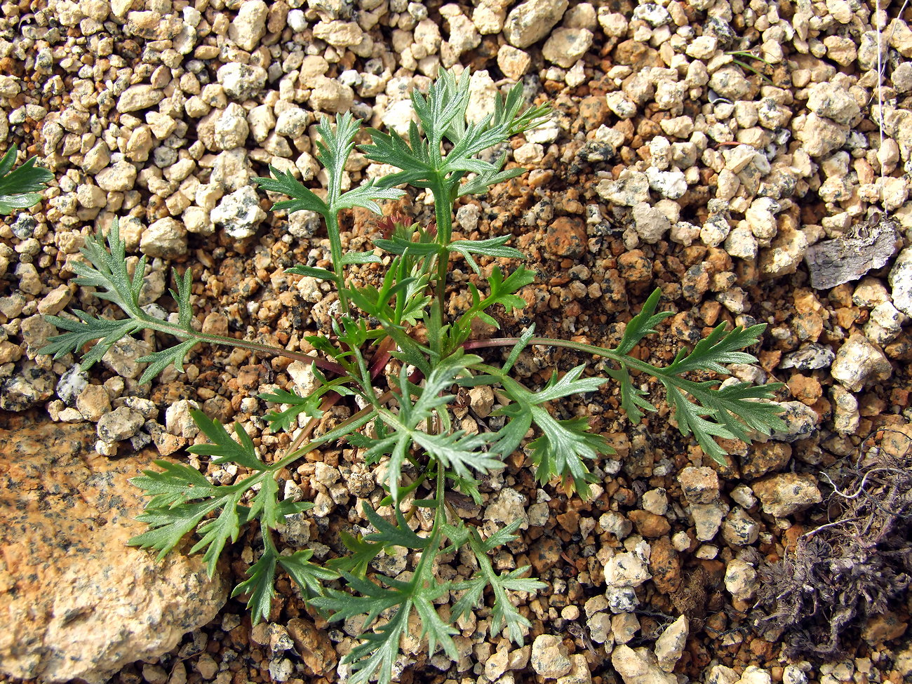 Image of Artemisia arctica ssp. ehrendorferi specimen.