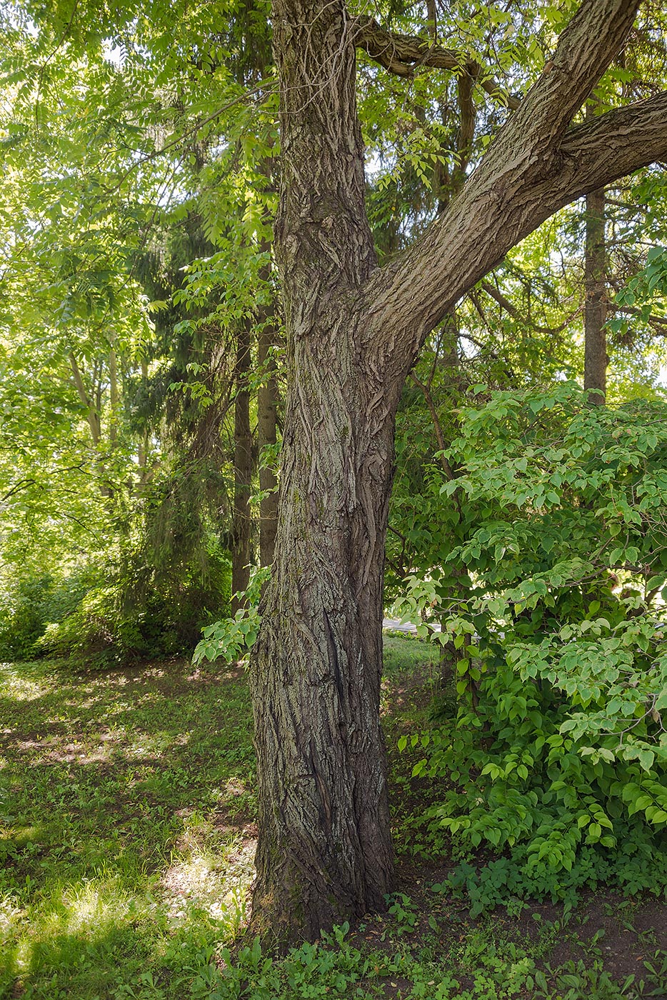 Image of Juglans cinerea specimen.