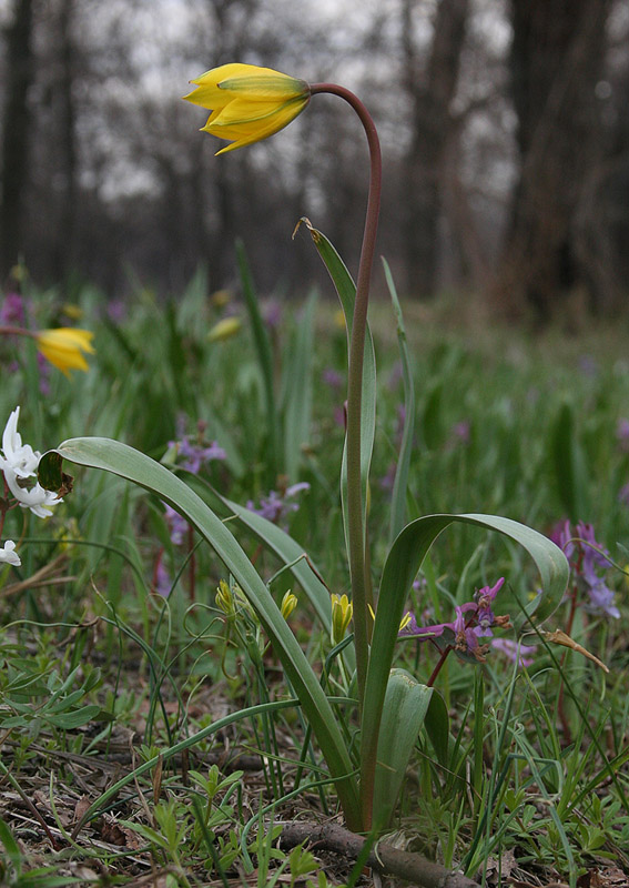 Image of Tulipa biebersteiniana specimen.