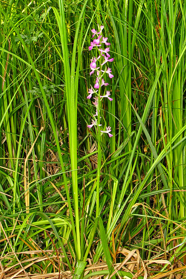 Image of Anacamptis laxiflora ssp. elegans specimen.