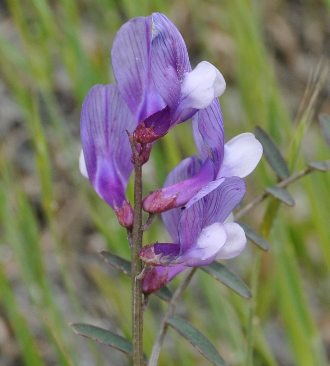 Изображение особи Vicia cassia.