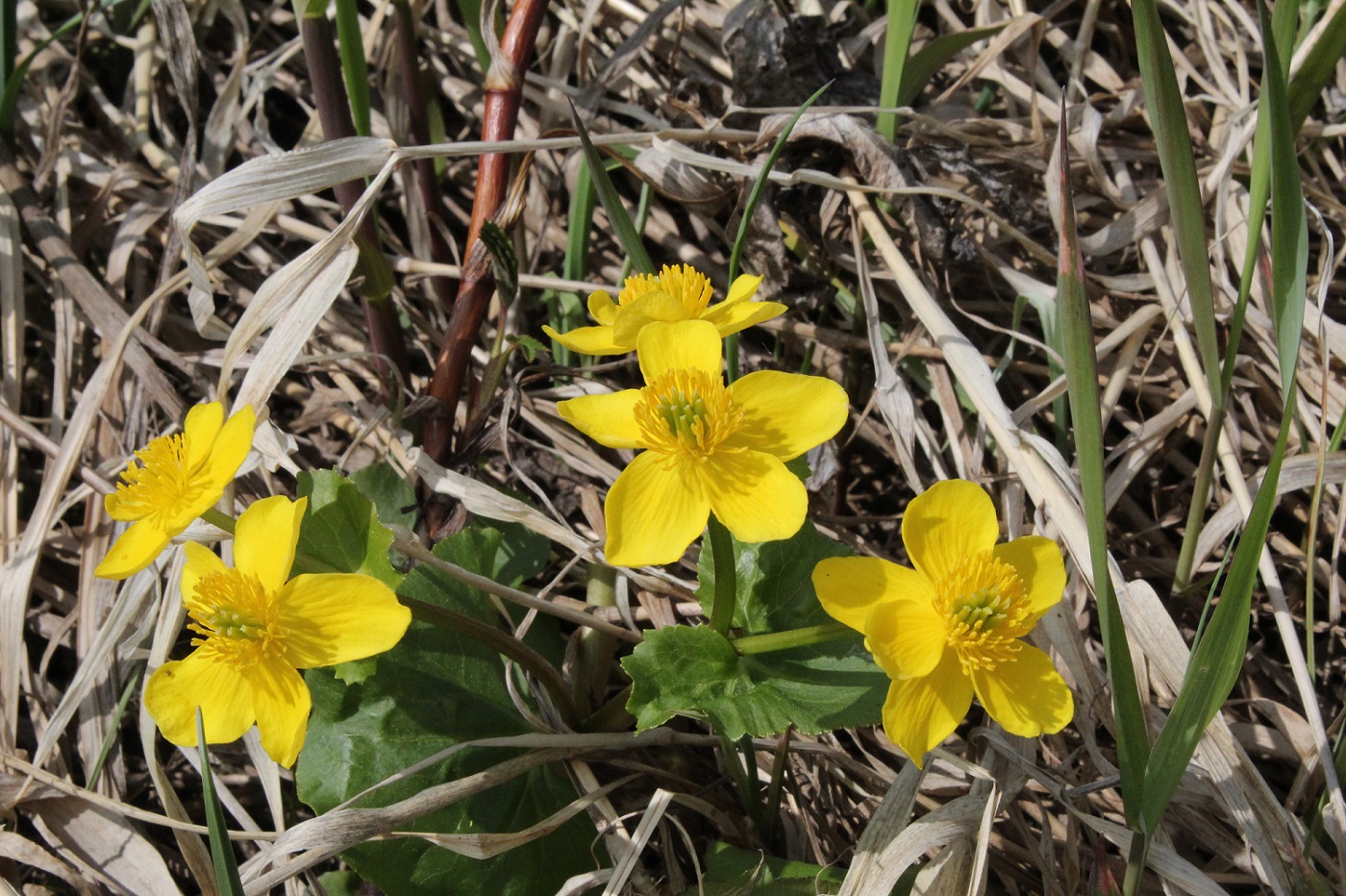 Image of Caltha palustris specimen.