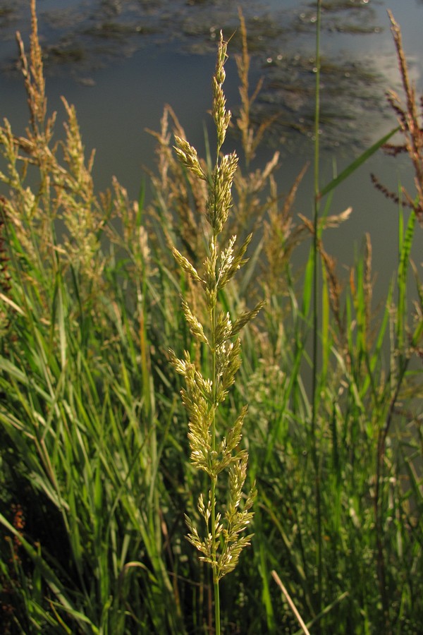 Изображение особи Phalaroides arundinacea.