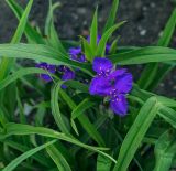 Tradescantia virginiana