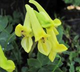 Corydalis portenieri. Соцветие. Кабардино-Балкария, Эльбрусский р-н, долина р. Каяртысу, ок. 2500 м н.у.м., у горного ручья. 02.07.2019.