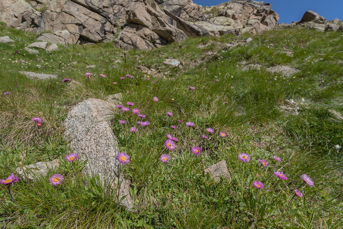 Изображение особи Erigeron venustus.