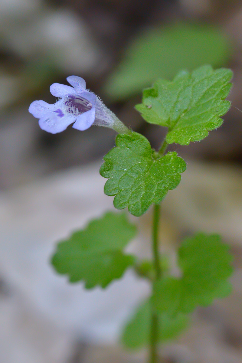 Image of Glechoma hederacea specimen.