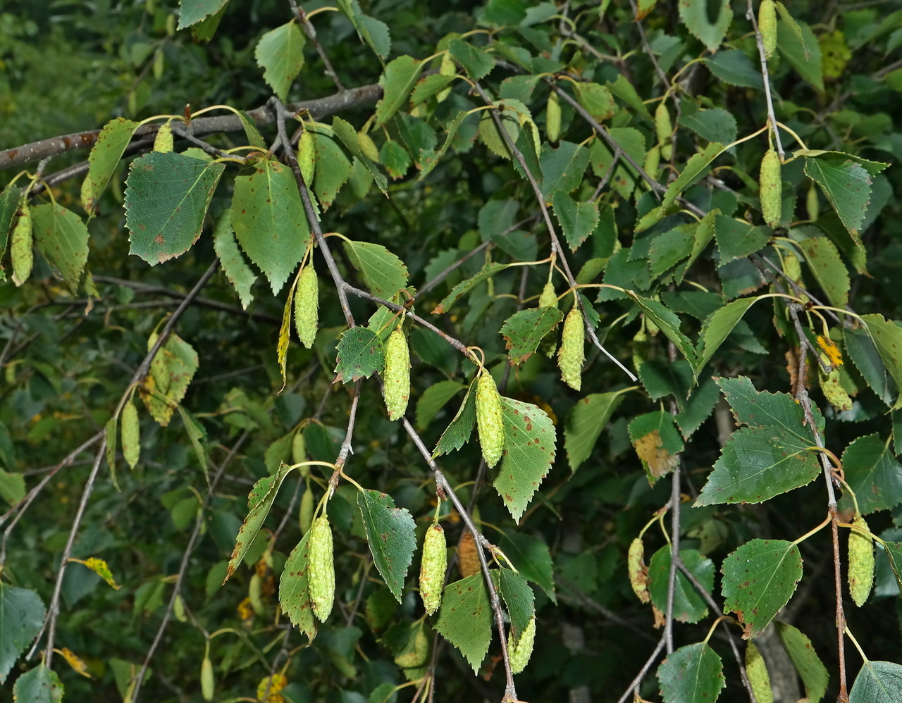 Image of genus Betula specimen.