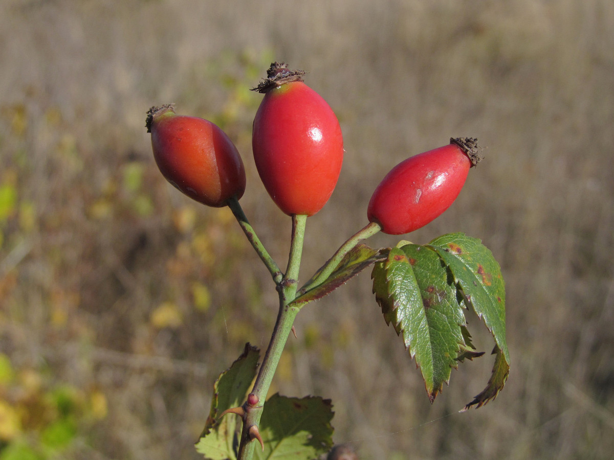 Image of Rosa marginata specimen.