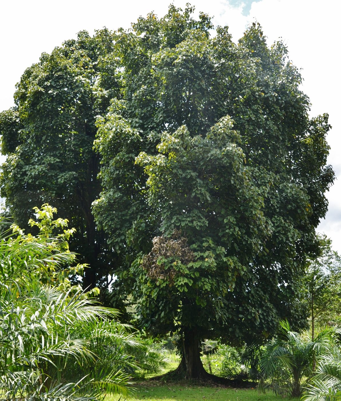 Тунг дерево