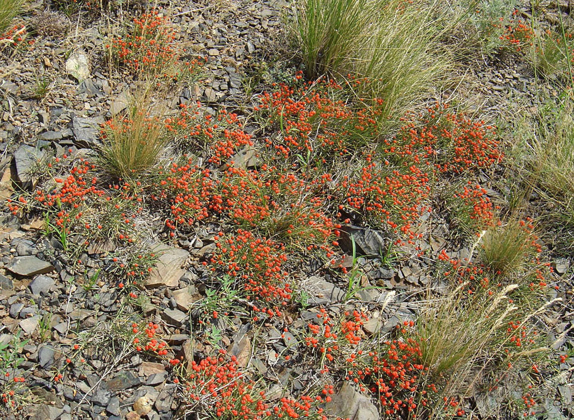 Image of Ephedra distachya specimen.