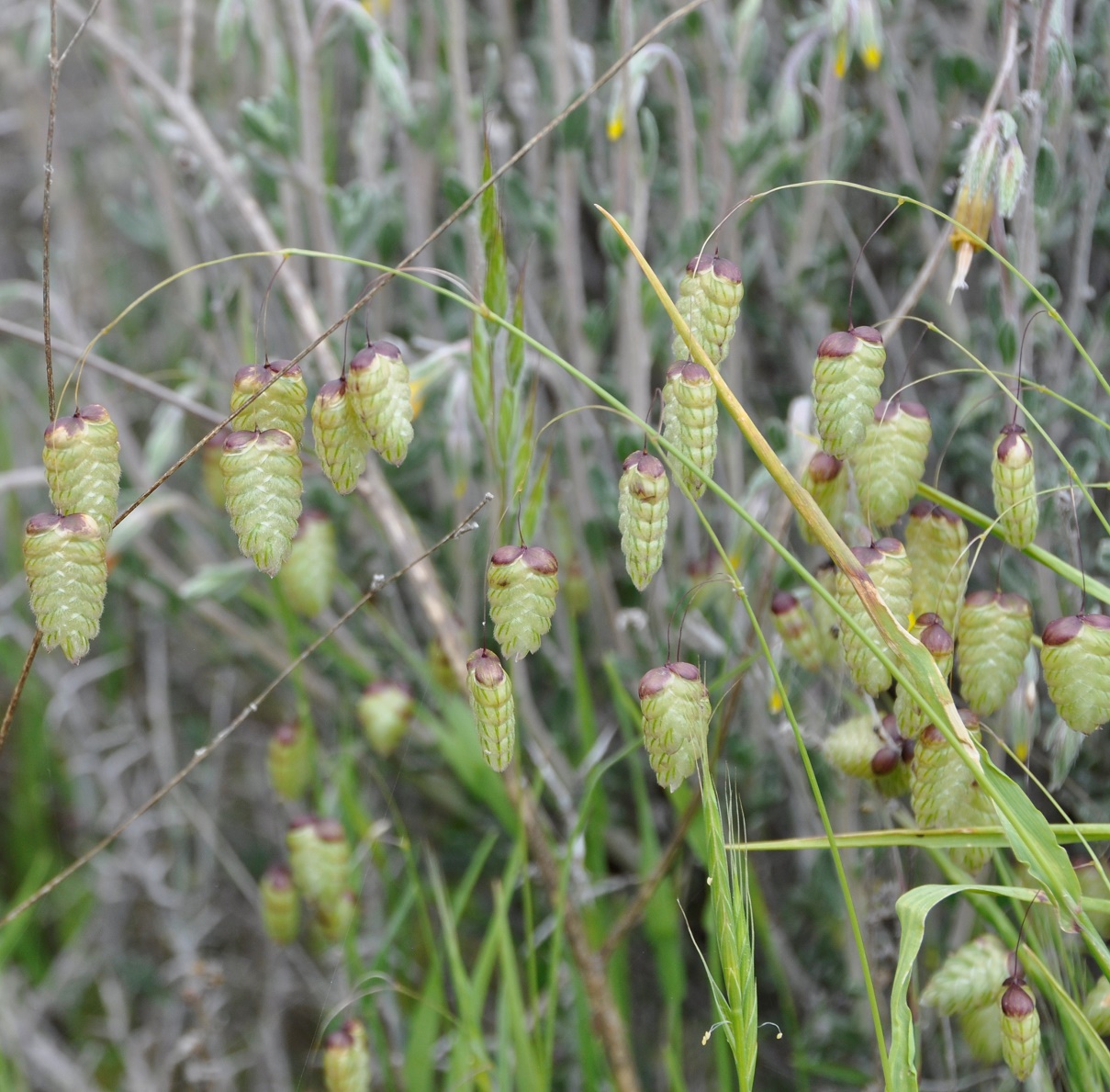 Image of Briza maxima specimen.