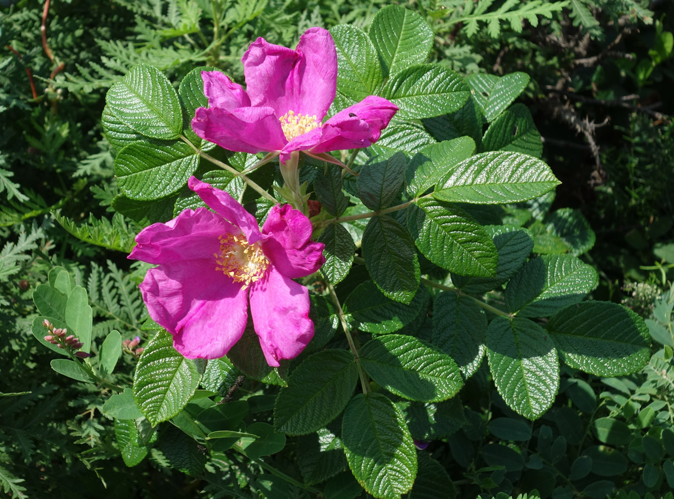 Изображение особи Rosa rugosa.