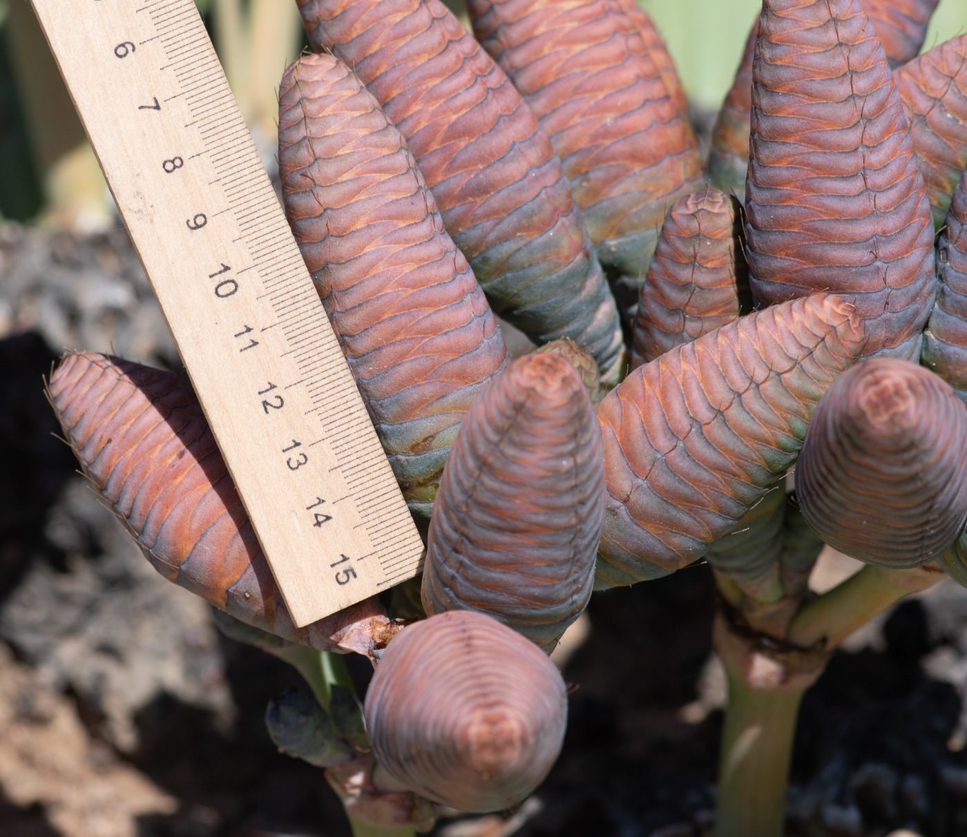 Изображение особи Welwitschia mirabilis.