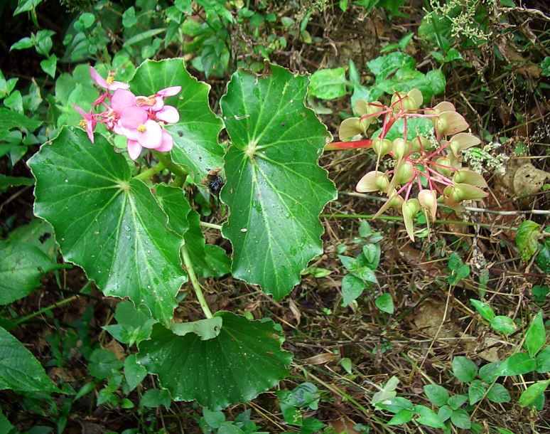 Image of Begonia bracteosa specimen.