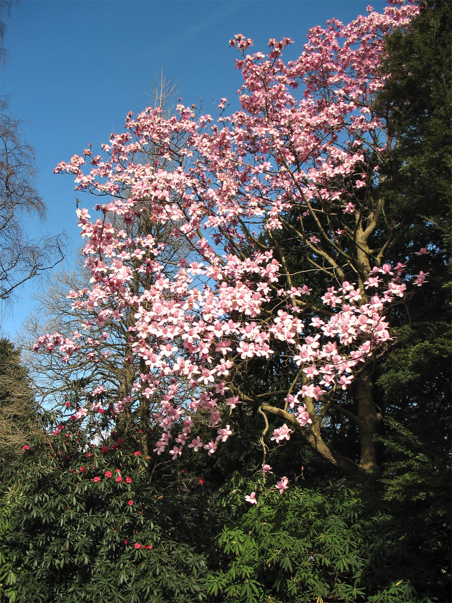 Изображение особи Magnolia campbellii.
