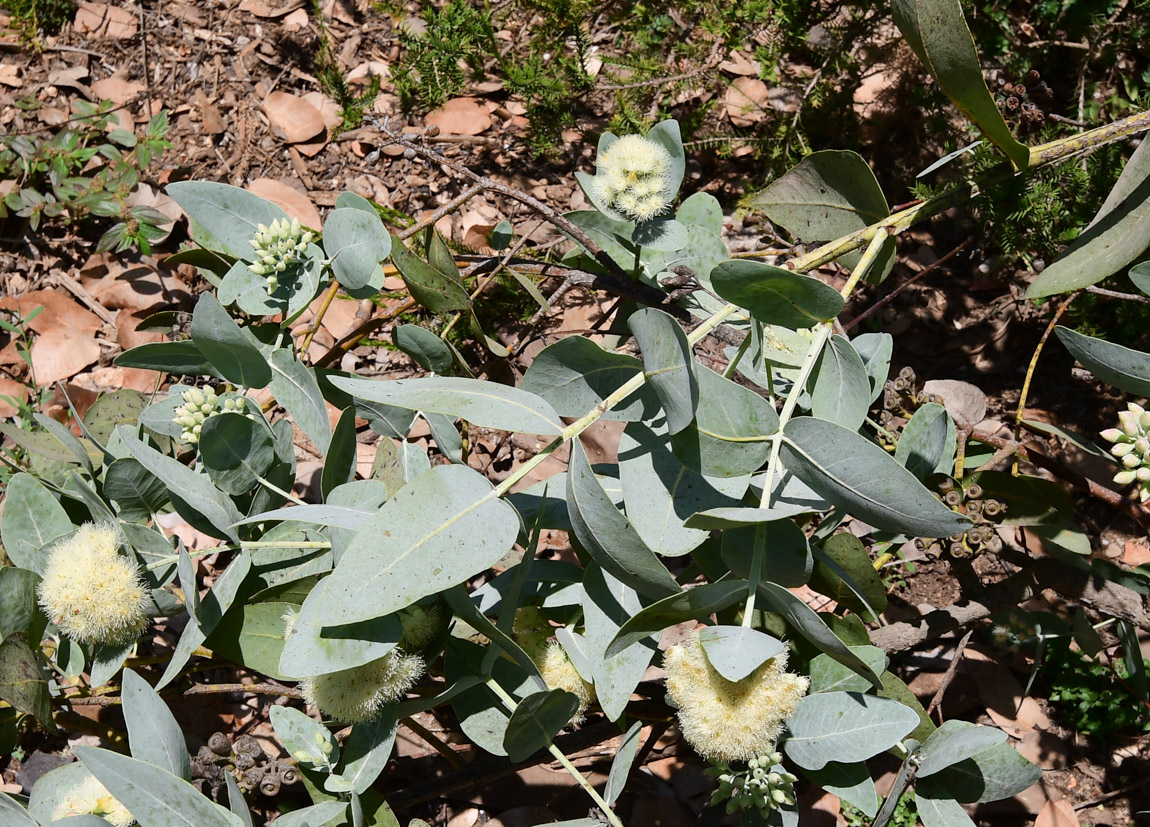 Image of Eucalyptus pruinosa specimen.