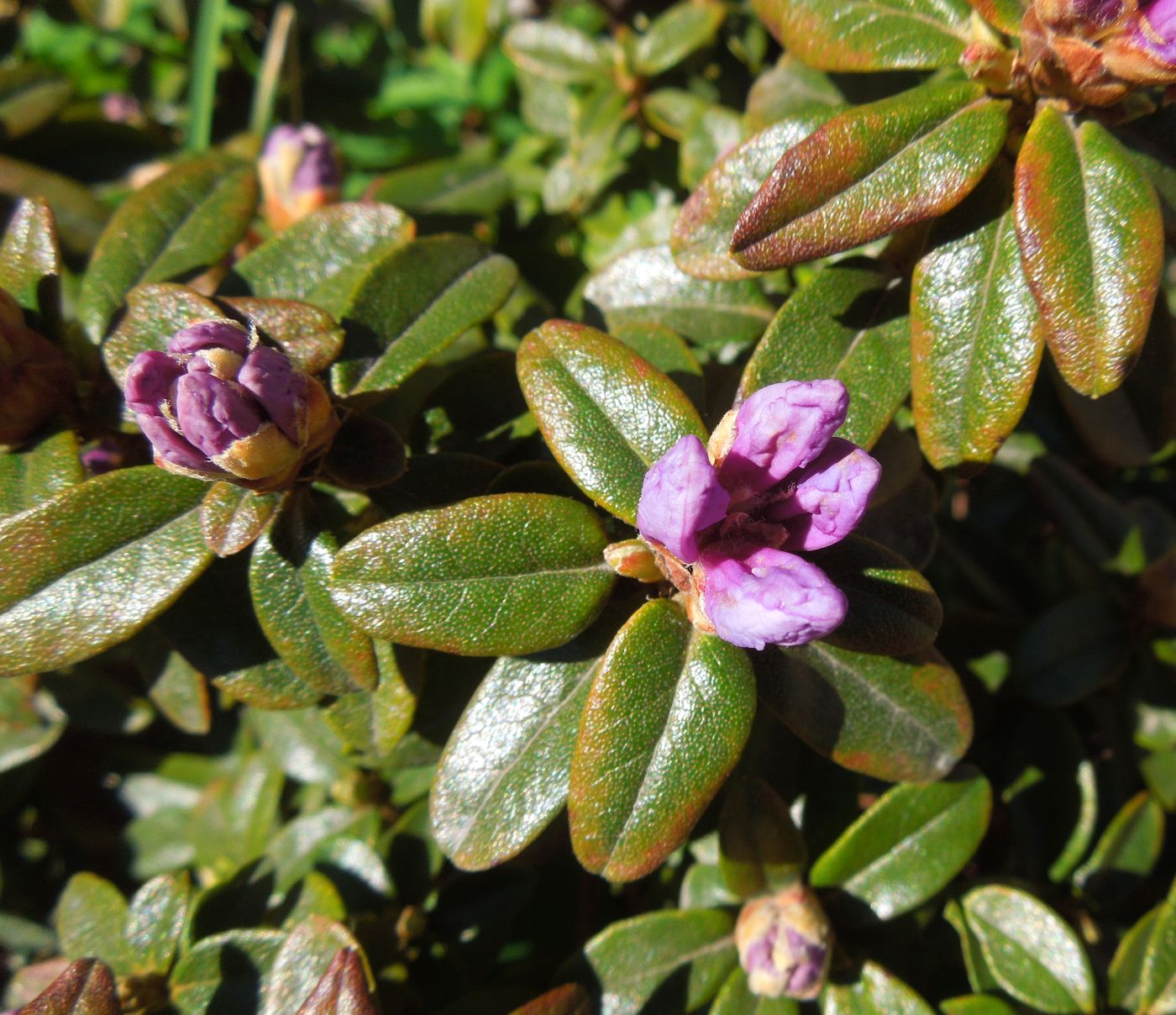 Изображение особи Rhododendron ledebourii.