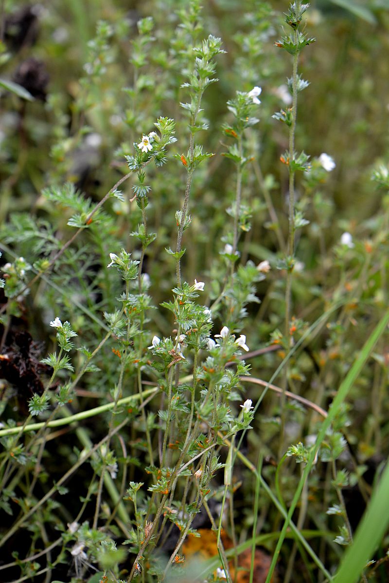 Image of genus Euphrasia specimen.