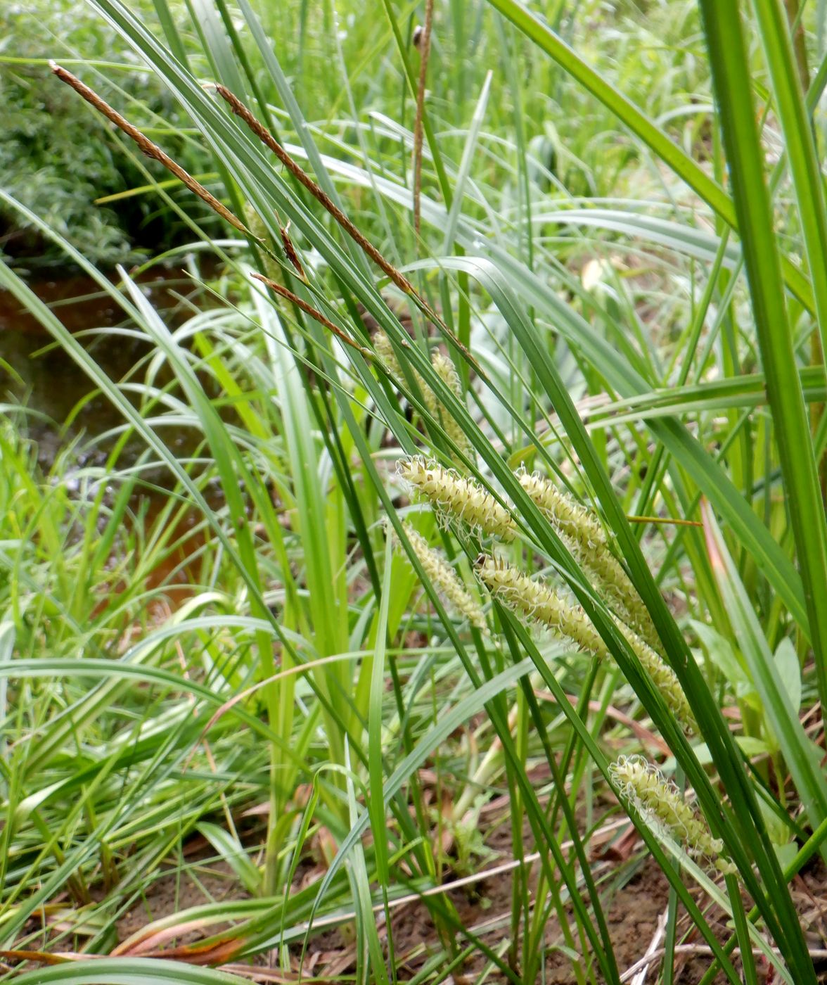 Image of Carex rostrata specimen.