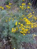 Ajania fastigiata. Верхушка цветущего растения. Казахстан, Заилийский Алатау, горы Бокайдынтау, перевал Кок-Пек. 02.09.2010.