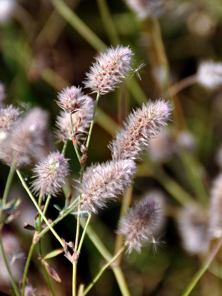 Image of Trifolium arvense specimen.