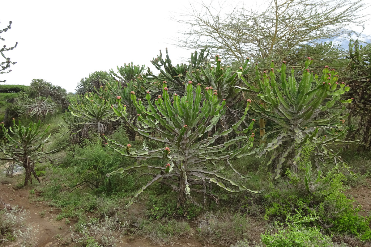 Изображение особи Euphorbia cooperi.