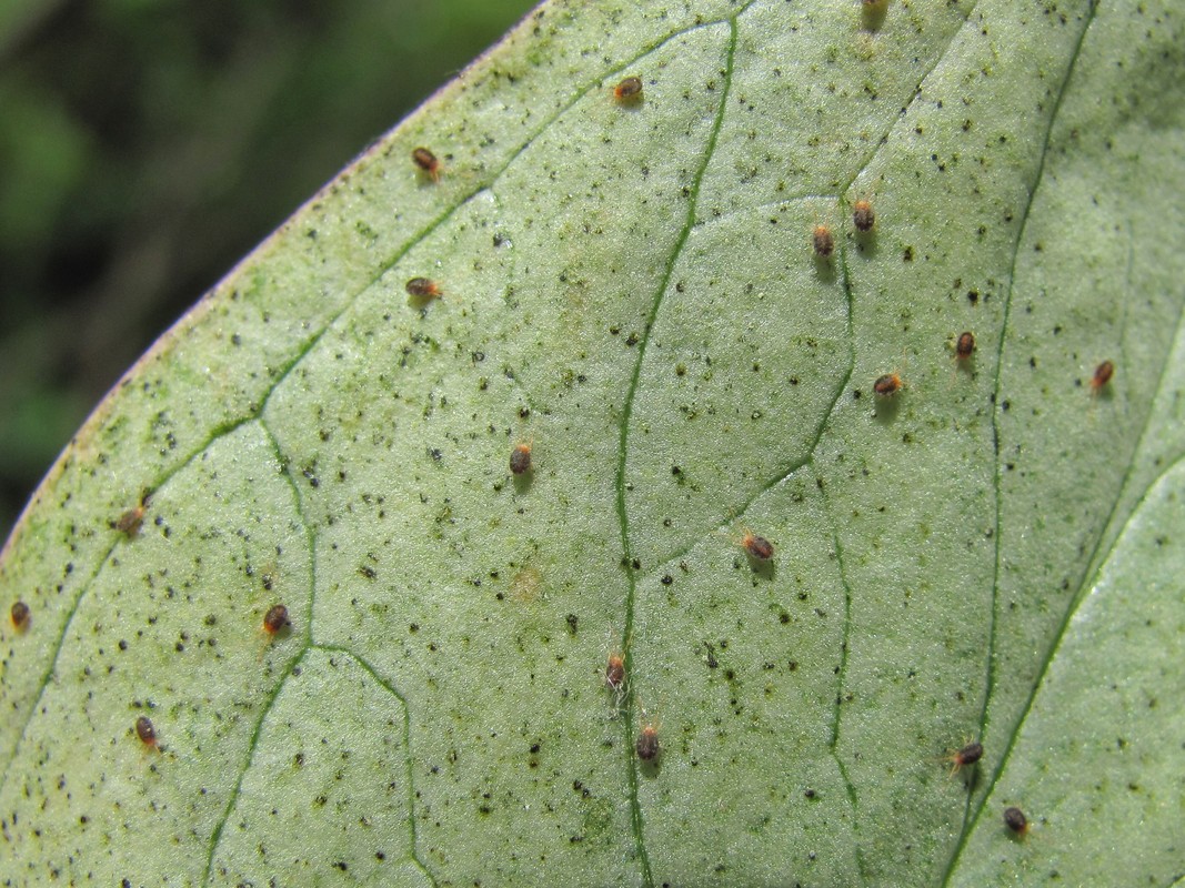 Изображение особи Arum maculatum.