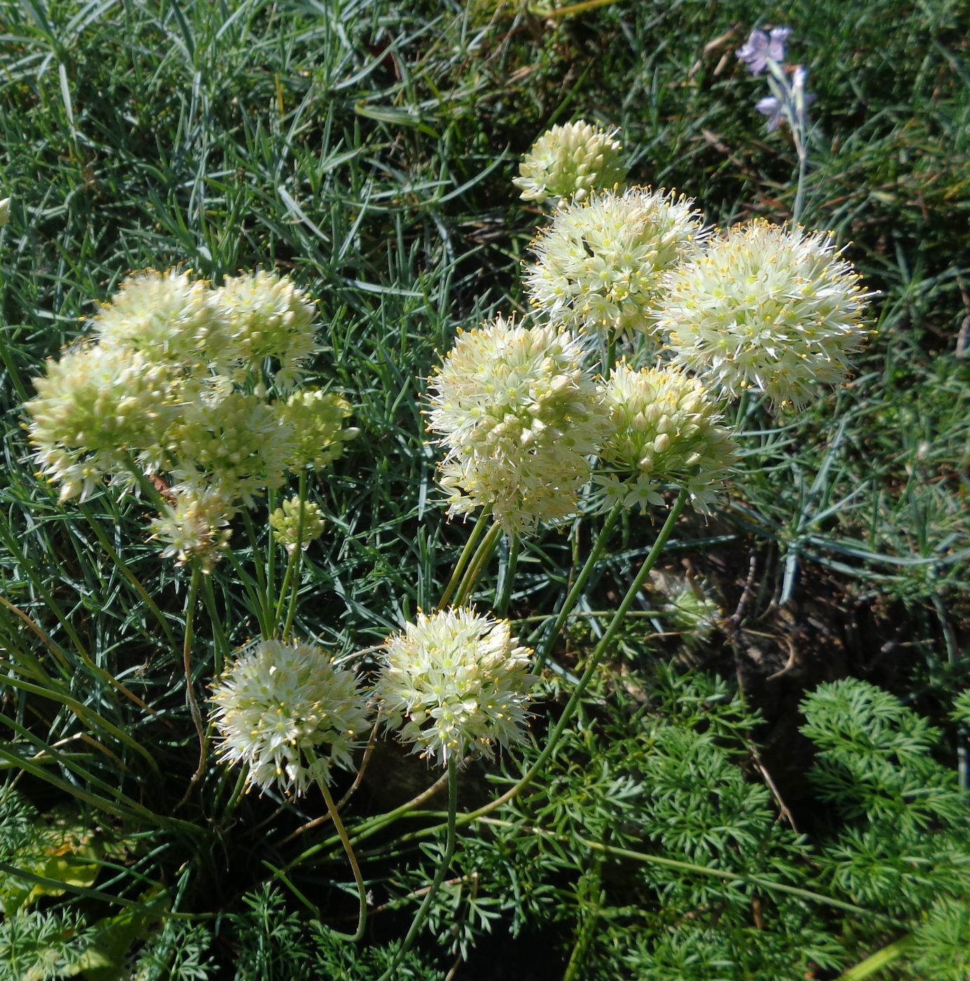 Image of genus Allium specimen.