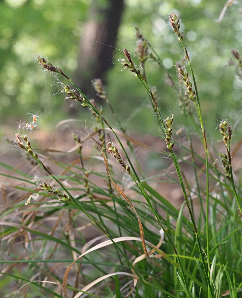 Image of Carex rhizina specimen.