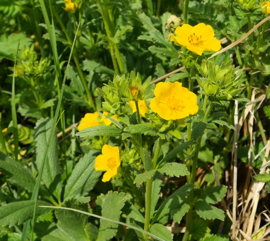 Изображение особи Potentilla umbrosa.