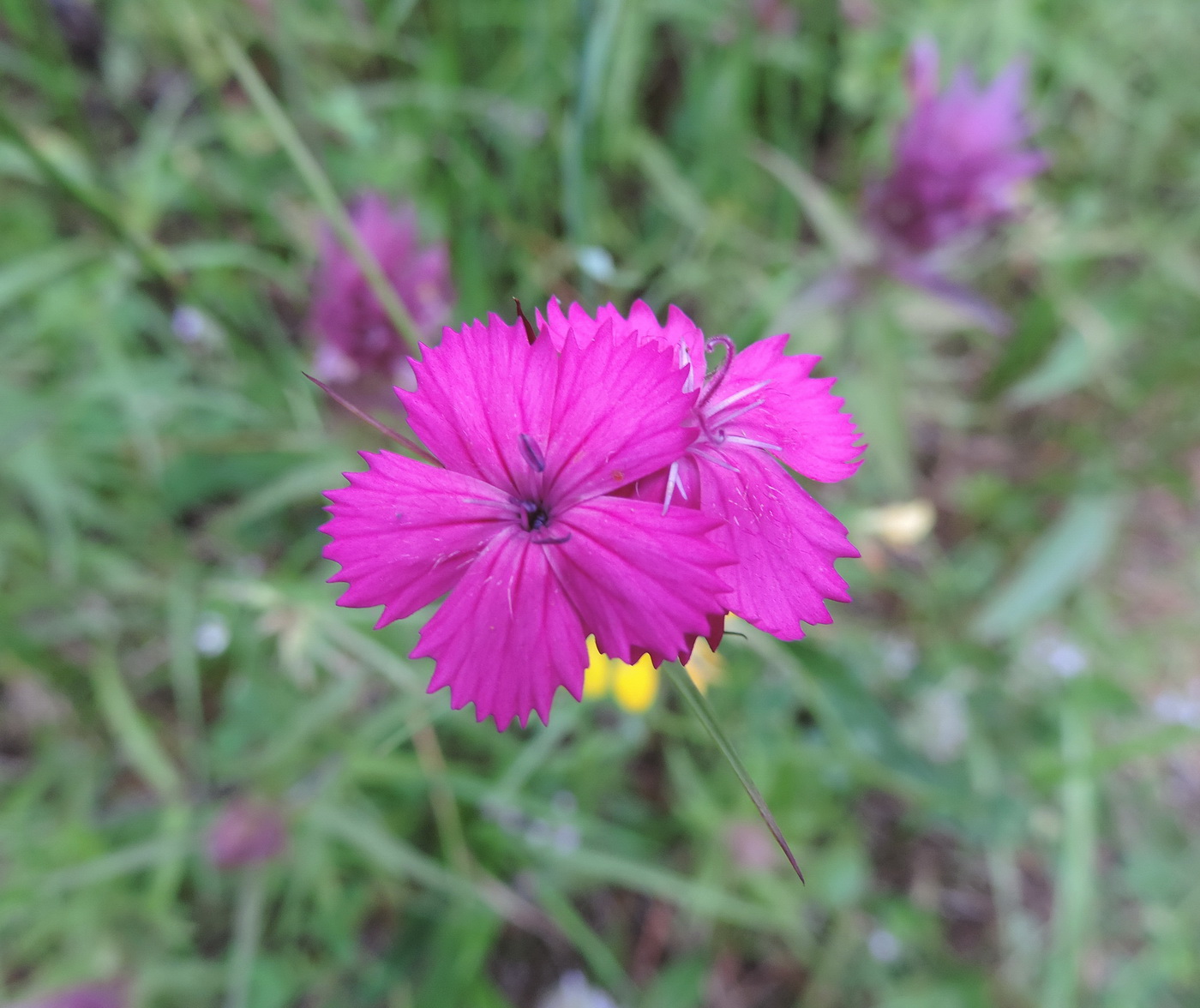 Image of Dianthus capitatus specimen.