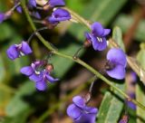 Hardenbergia comptoniana