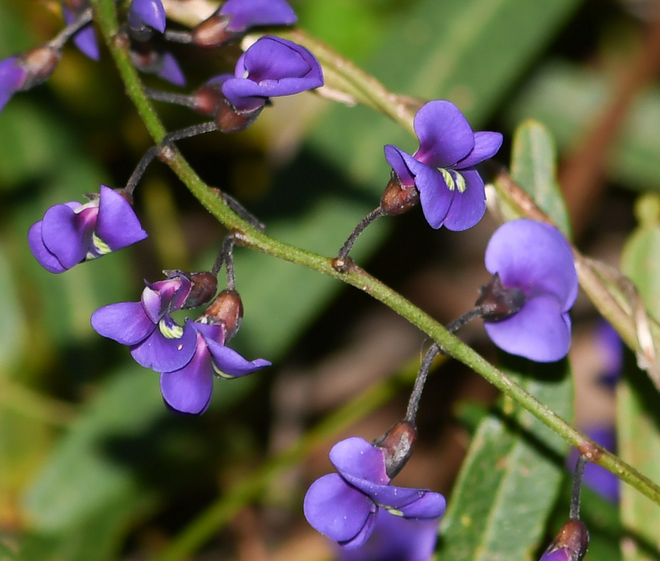 Image of Hardenbergia comptoniana specimen.