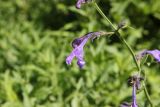 Nepeta sibirica